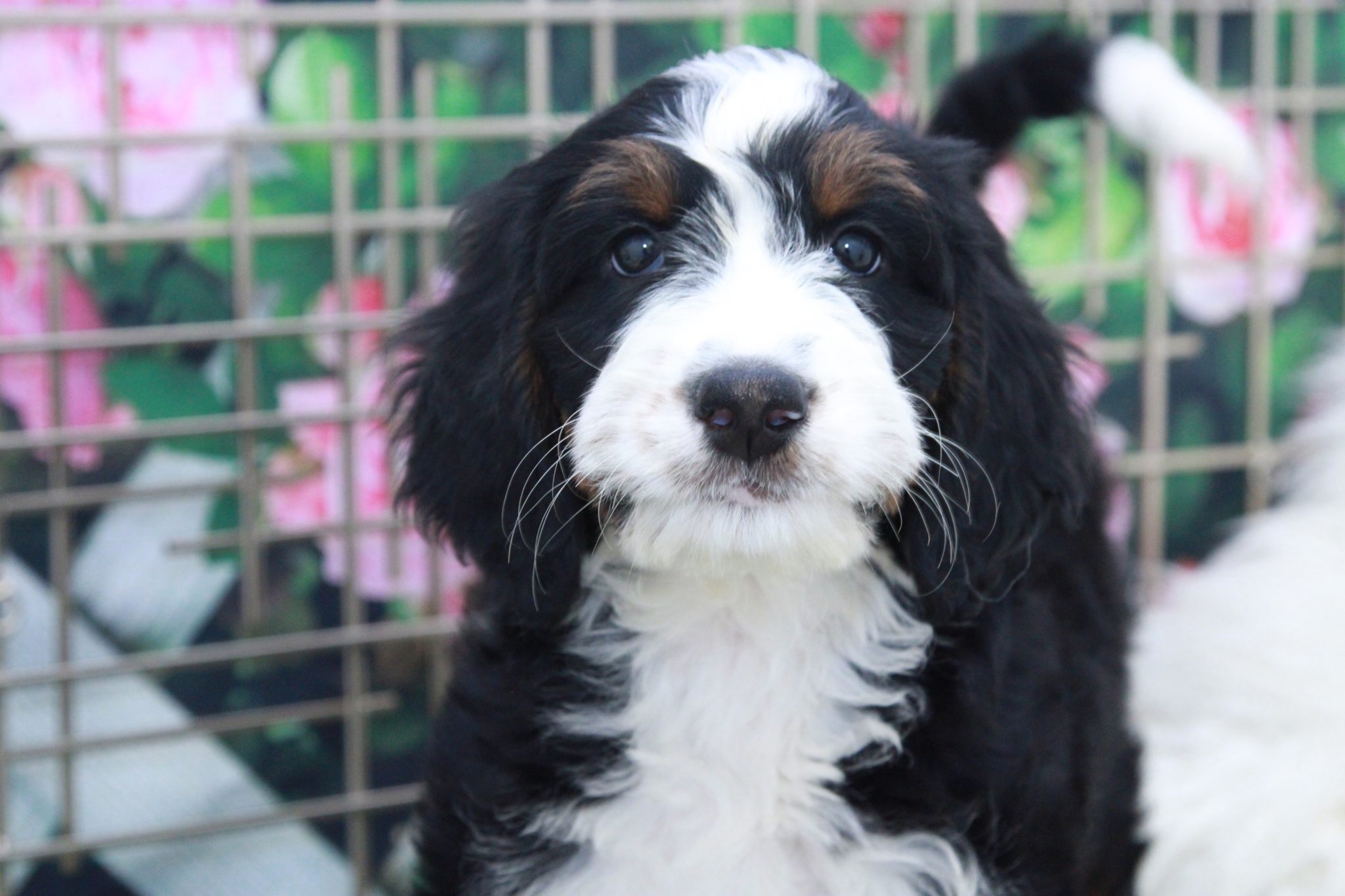 Iris- Very Smart Female Bernedoodle Puppy - Image 3