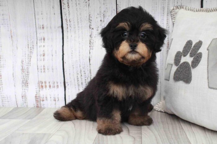Irving- Friendly Black and Tan Male Shih-Poo Puppy