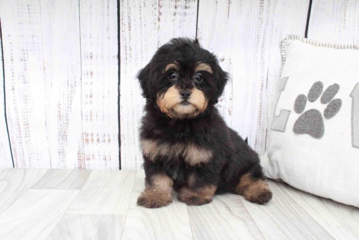 Irving- Friendly Black and Tan Male Shih-Poo Puppy - Image 2