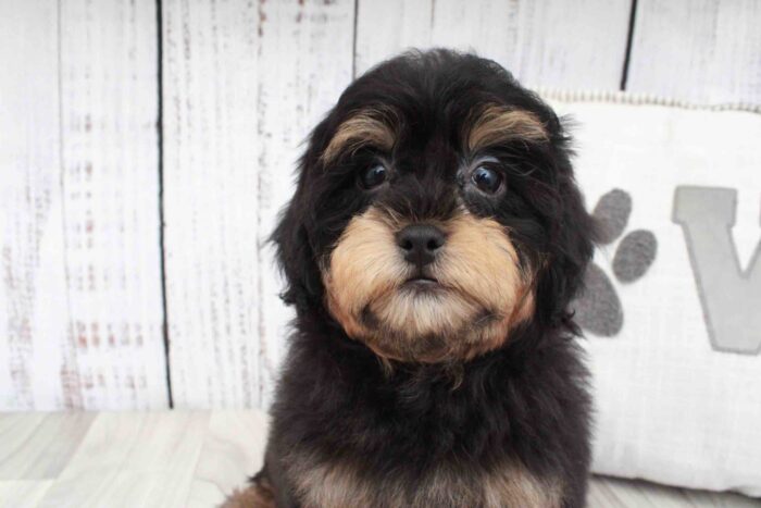 Irving- Friendly Black and Tan Male Shih-Poo Puppy - Image 3