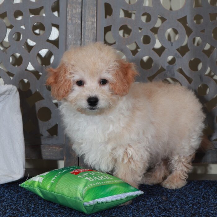 Isaac- Happy male Poochon Puppy