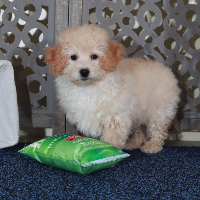 Isaac- Happy male Poochon Puppy - Image 2
