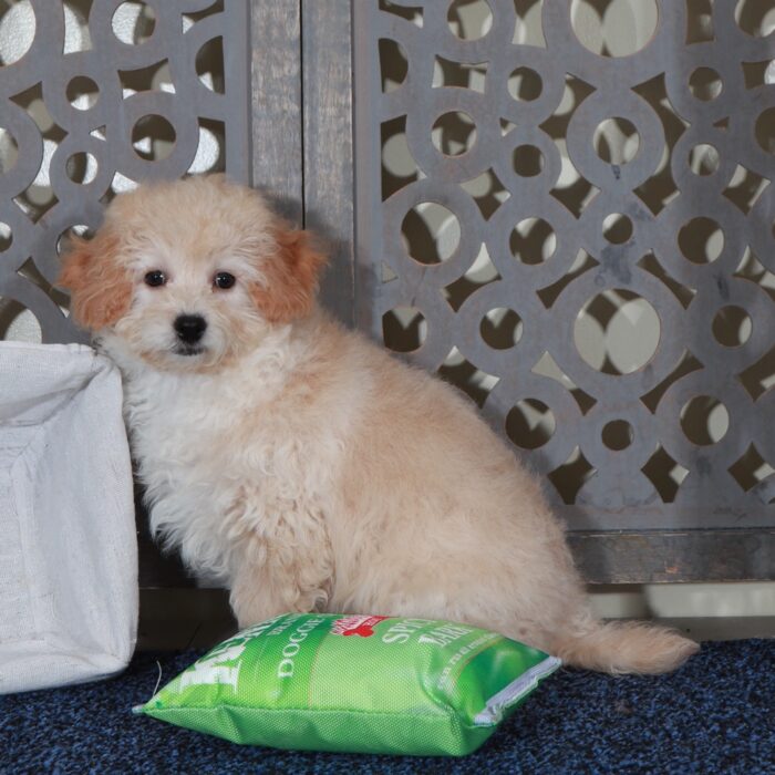 Isaac- Happy male Poochon Puppy - Image 3
