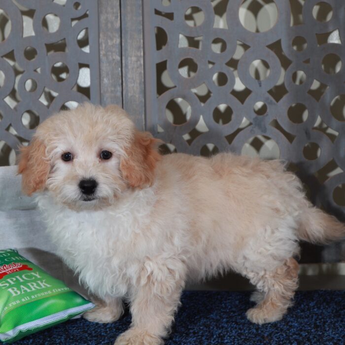 Isaac- Happy male Poochon Puppy - Image 4