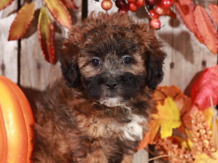 Ivy - Perfect Shih Poo - Image 9