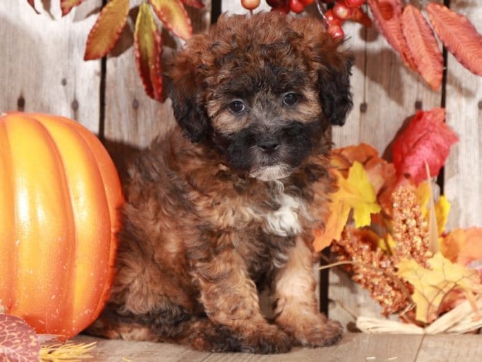 Ivy - Perfect Shih Poo - Image 4