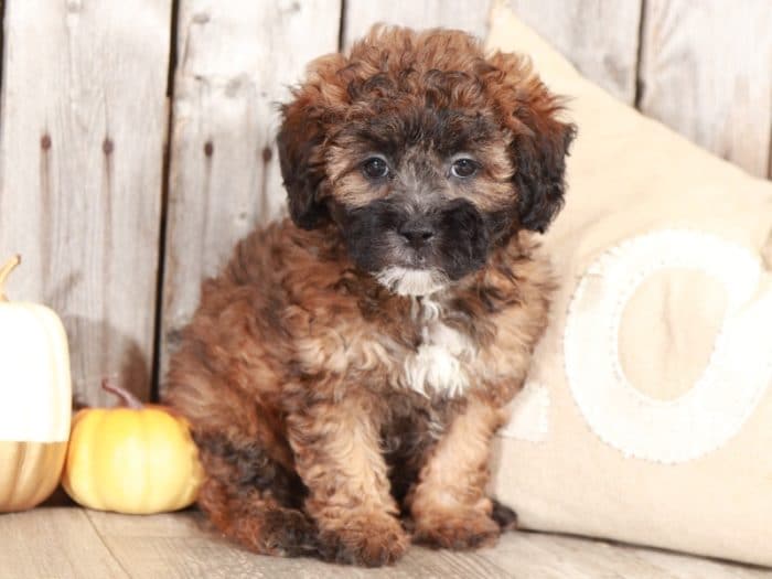 Ivy - Perfect Shih Poo