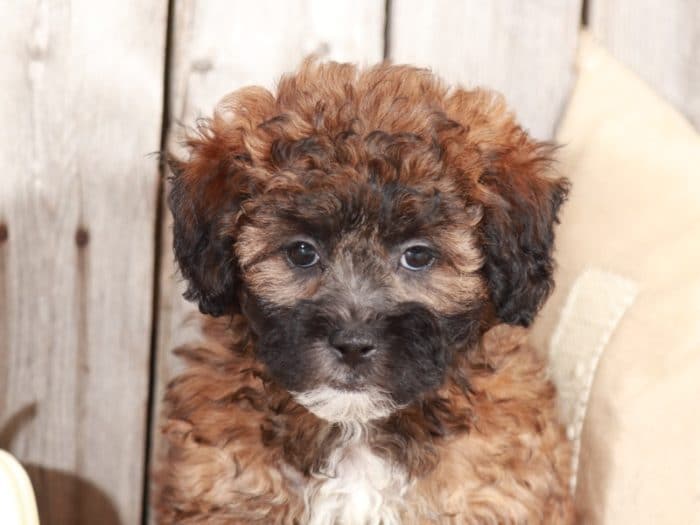 Ivy - Perfect Shih Poo - Image 6