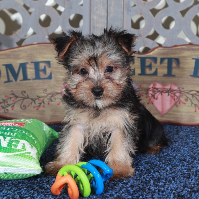 Jack Playful Yorkie - Image 3