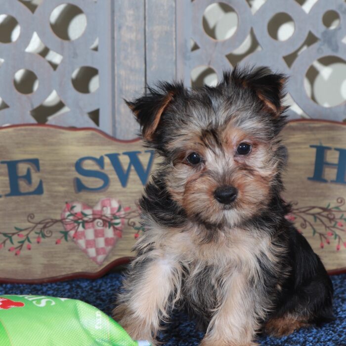 Jack Playful Yorkie - Image 4