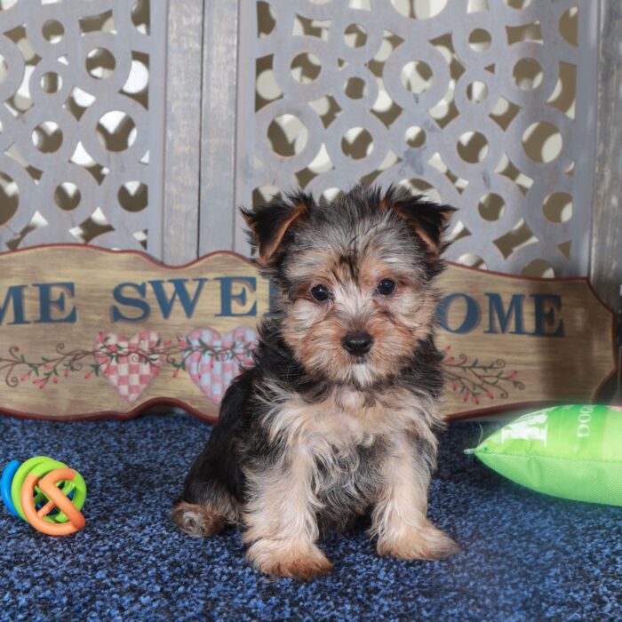 Jack Playful Yorkie - Image 5