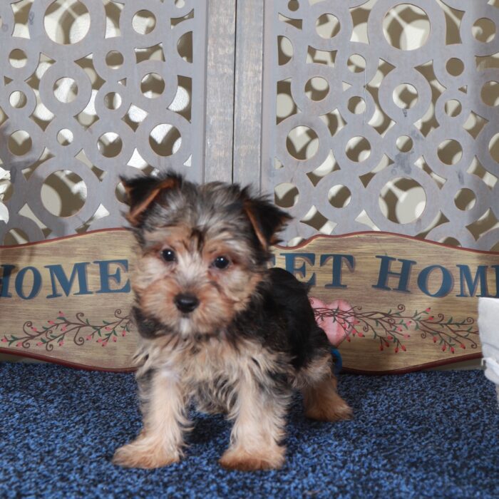 Jack Playful Yorkie - Image 6