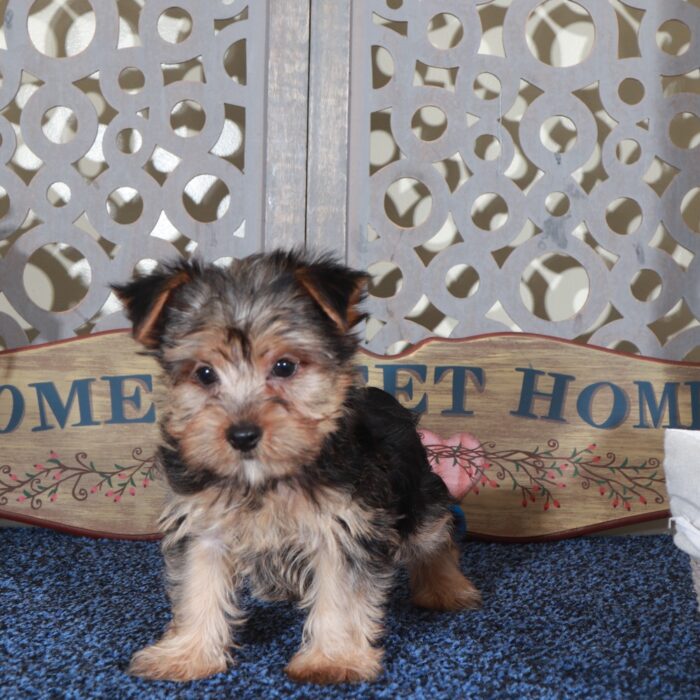 Jack Playful Yorkie - Image 7