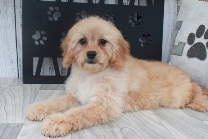 Jade-  Little Tan Female Mini Goldendoodle Puppy