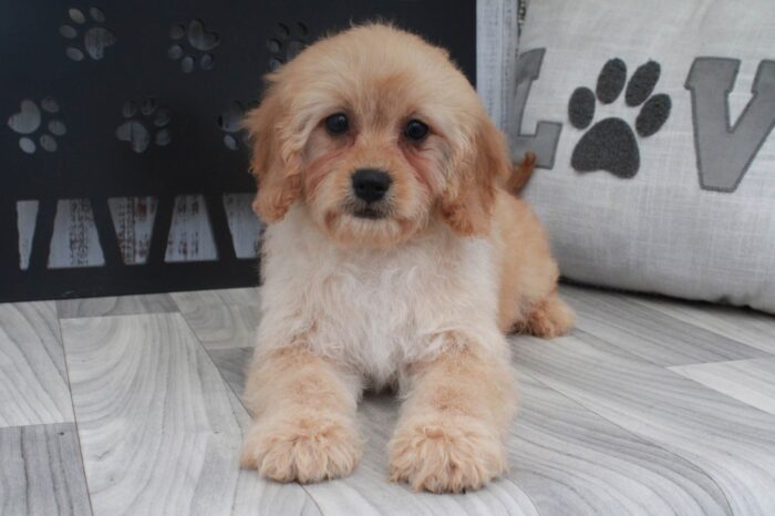 Jade-  Little Tan Female Mini Goldendoodle Puppy - Image 2
