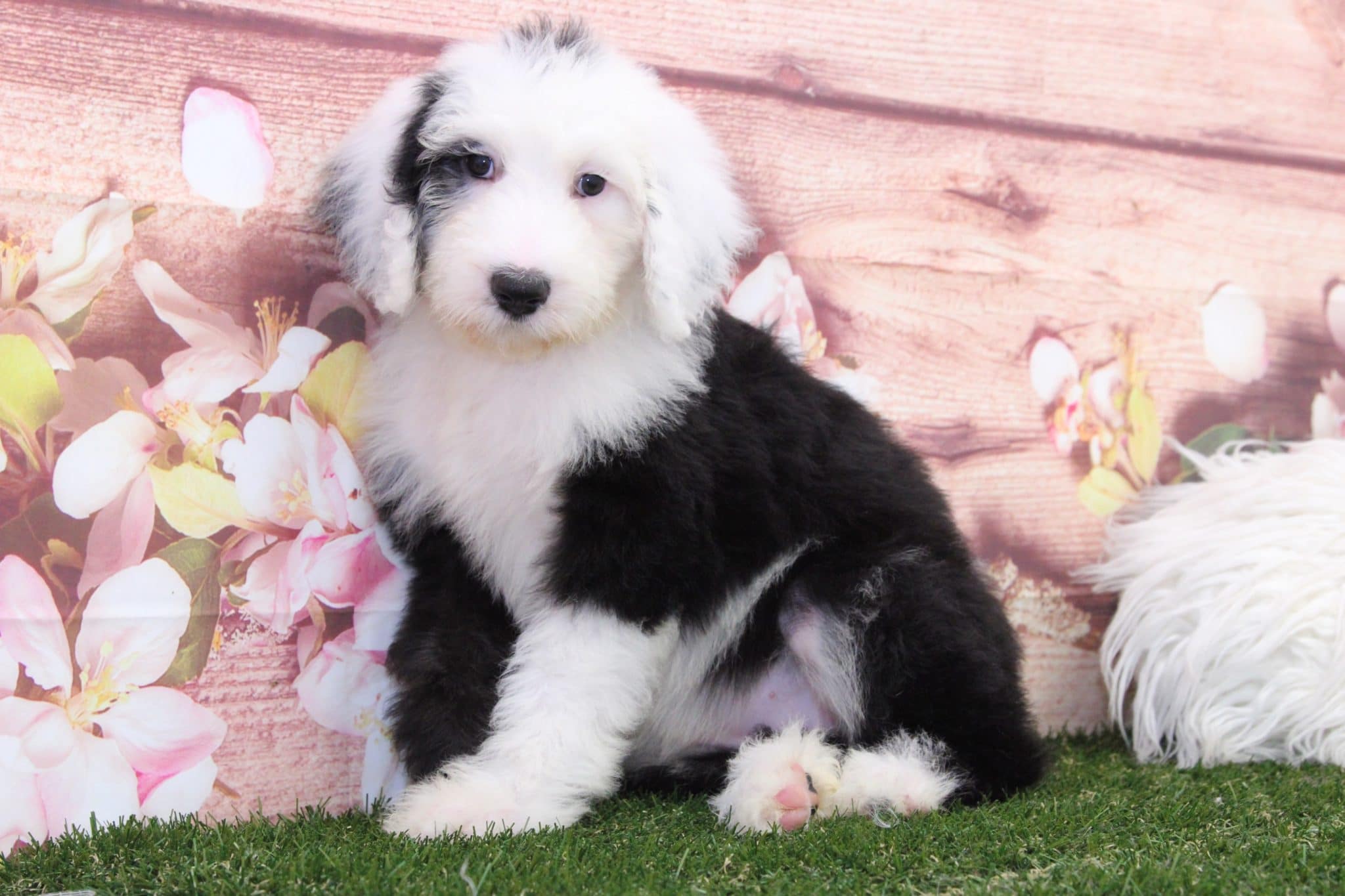 Jade- Perfect Sheepadoodle Puppy