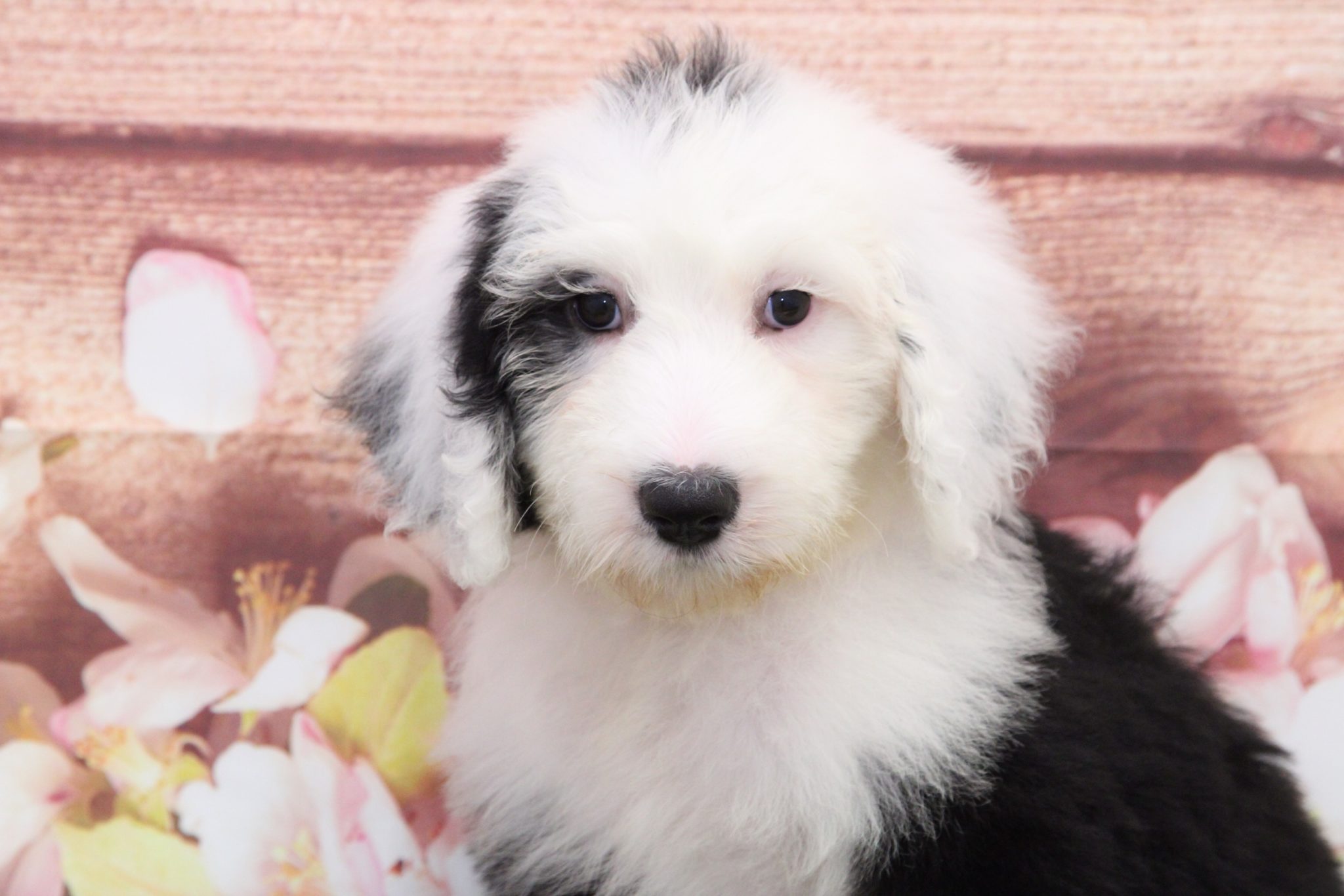 Jade- Perfect Sheepadoodle Puppy - Image 3
