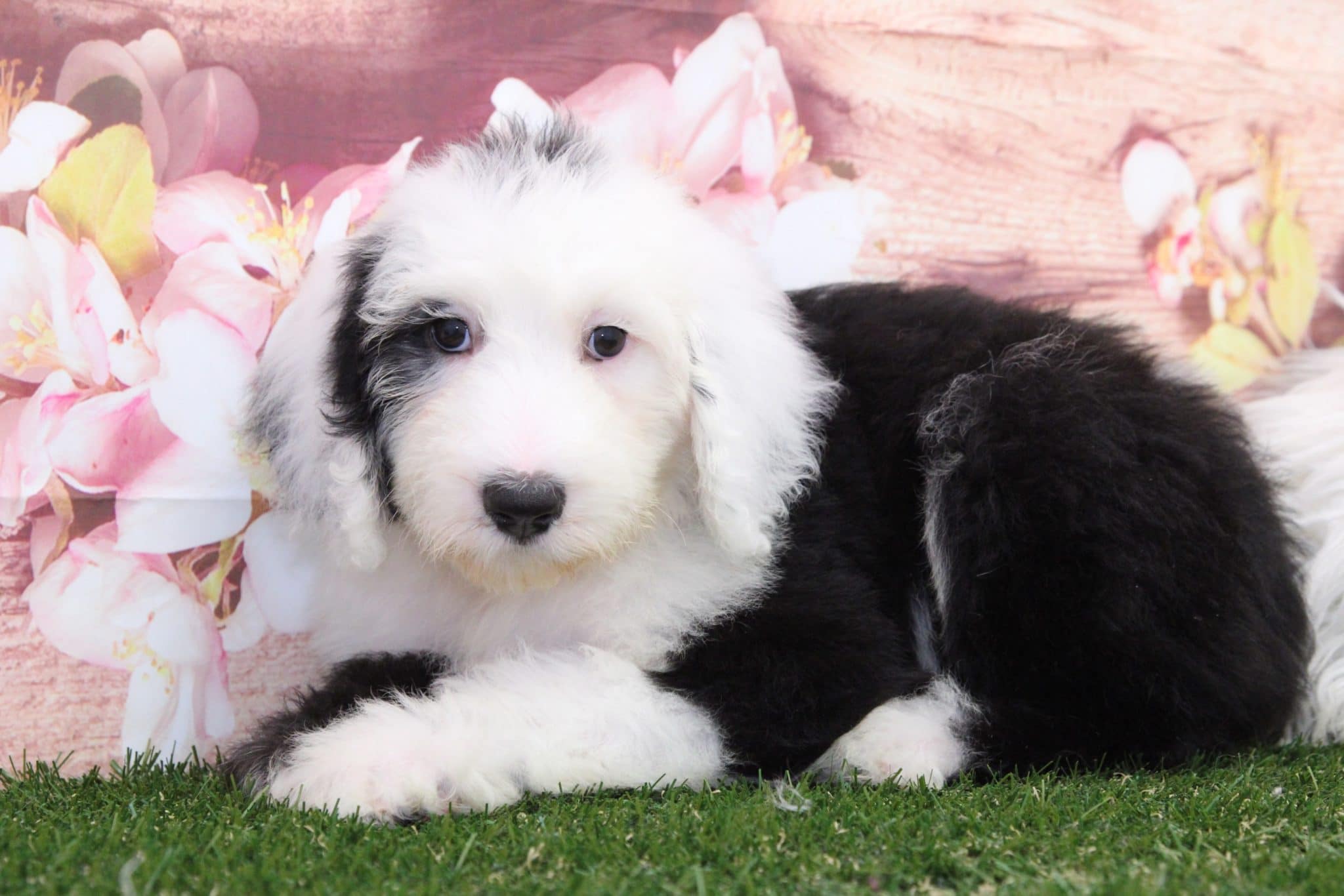 Jade- Perfect Sheepadoodle Puppy - Image 4