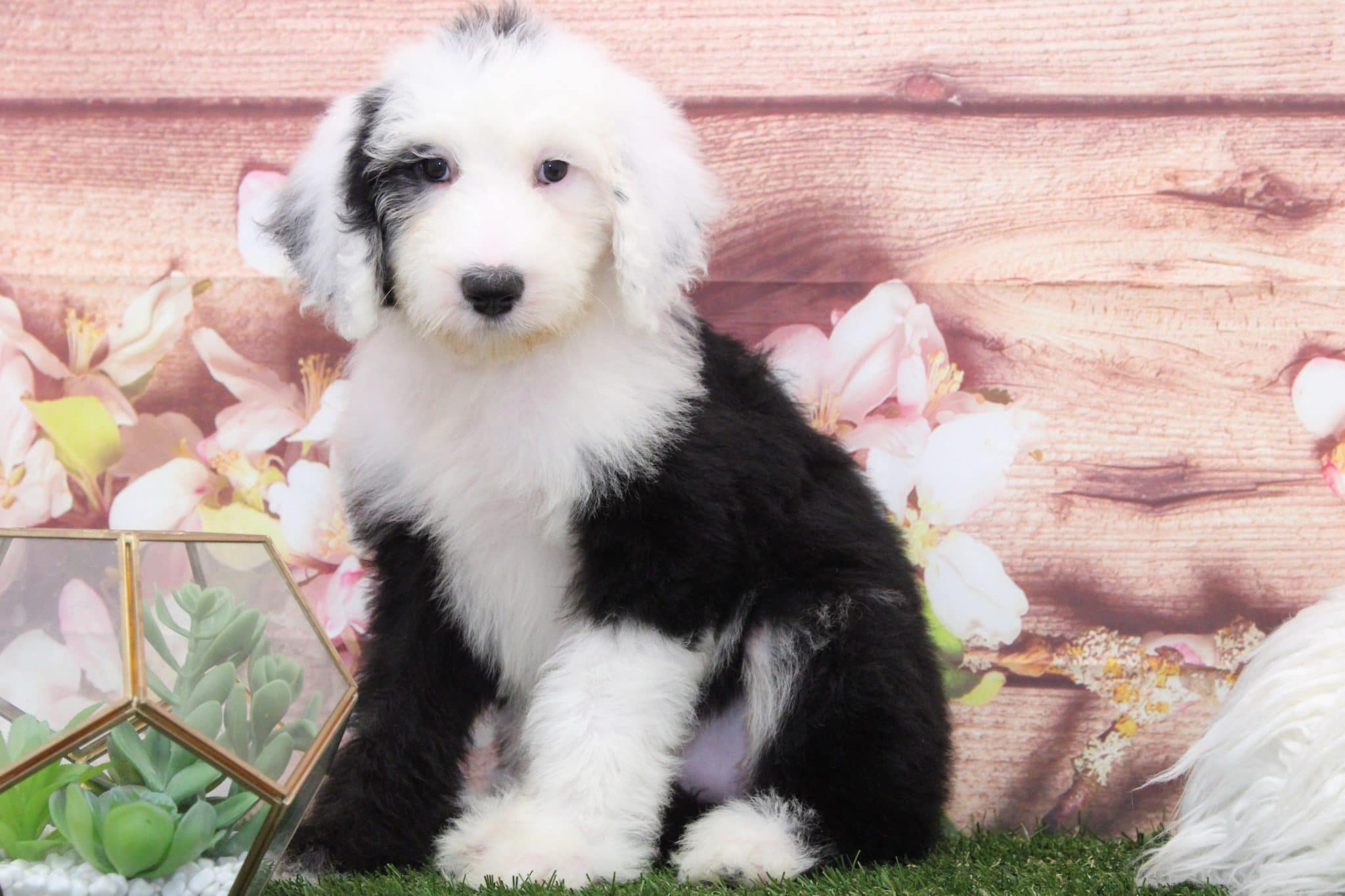Jade- Perfect Sheepadoodle Puppy - Image 5