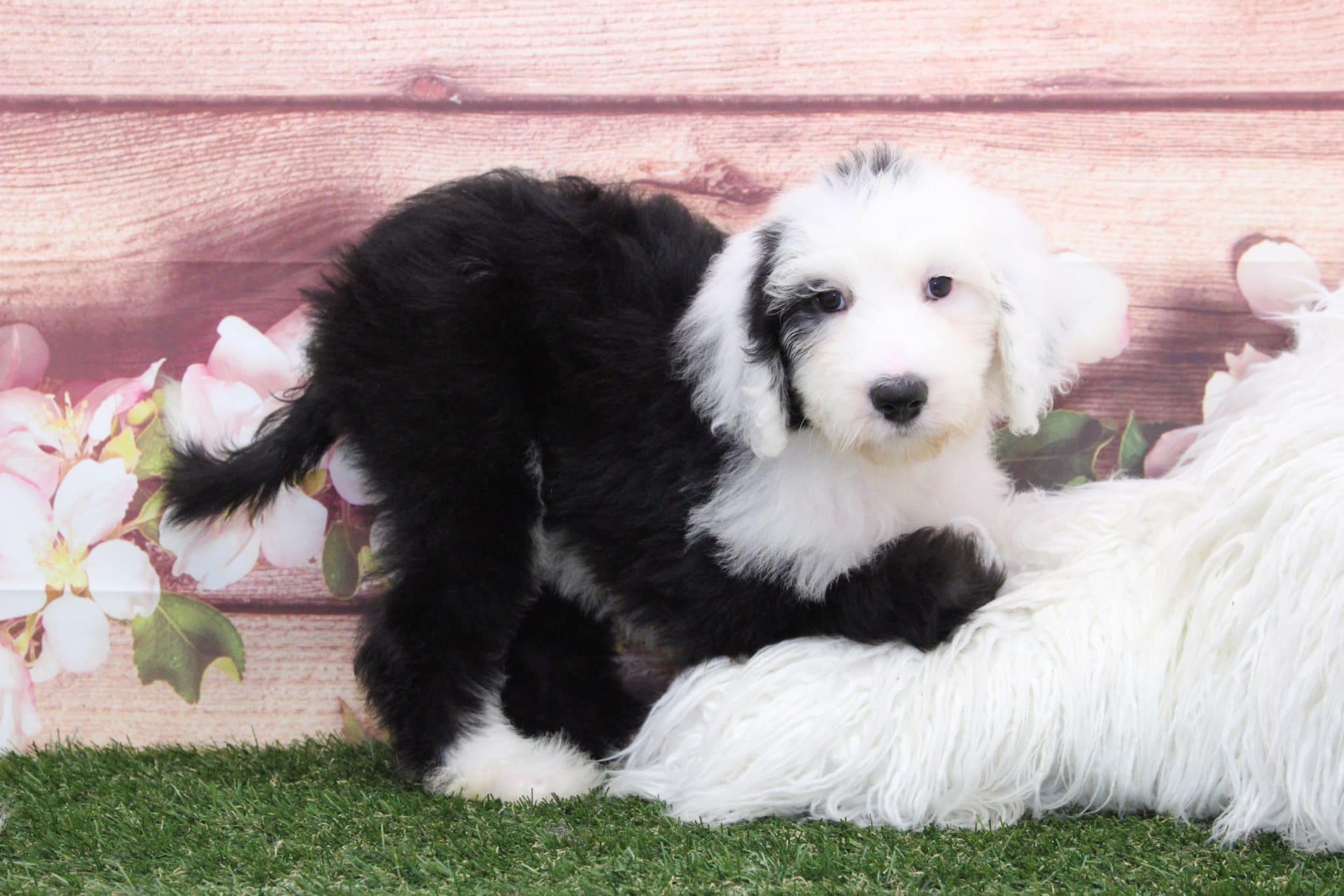 Jade- Perfect Sheepadoodle Puppy - Image 6