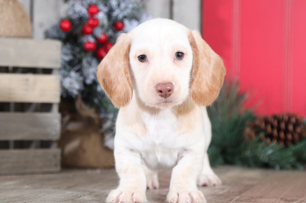 Jagger Marvelous, AKC, English Cream Miniature Short
