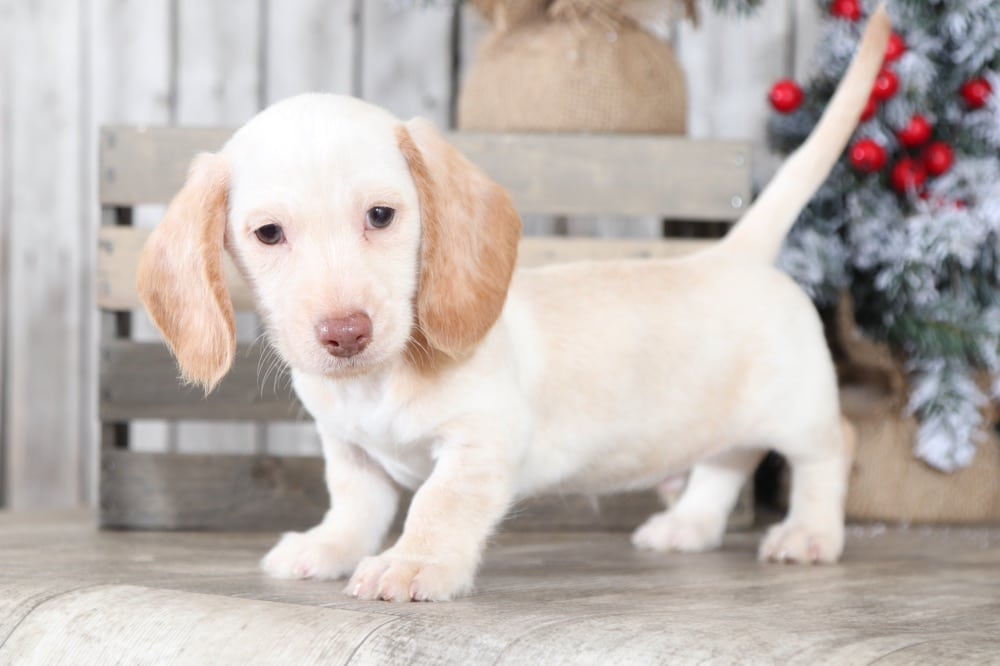 Jagger Marvelous, AKC, English Cream Miniature Short