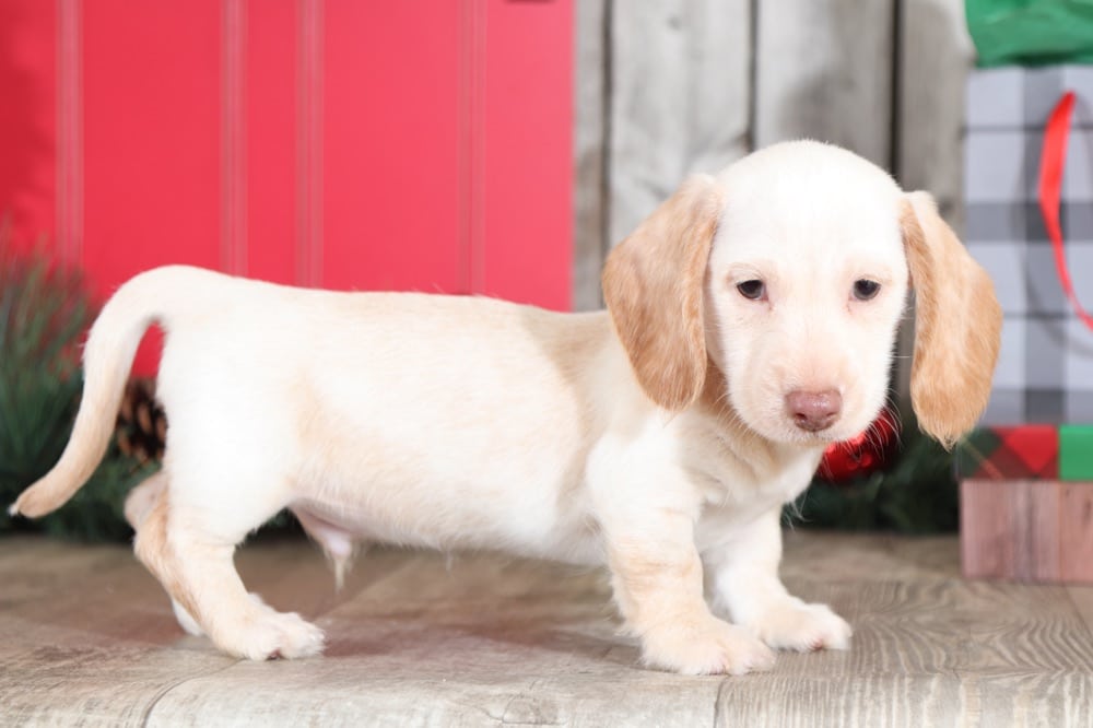 Jagger Marvelous, AKC, English Cream Miniature Short