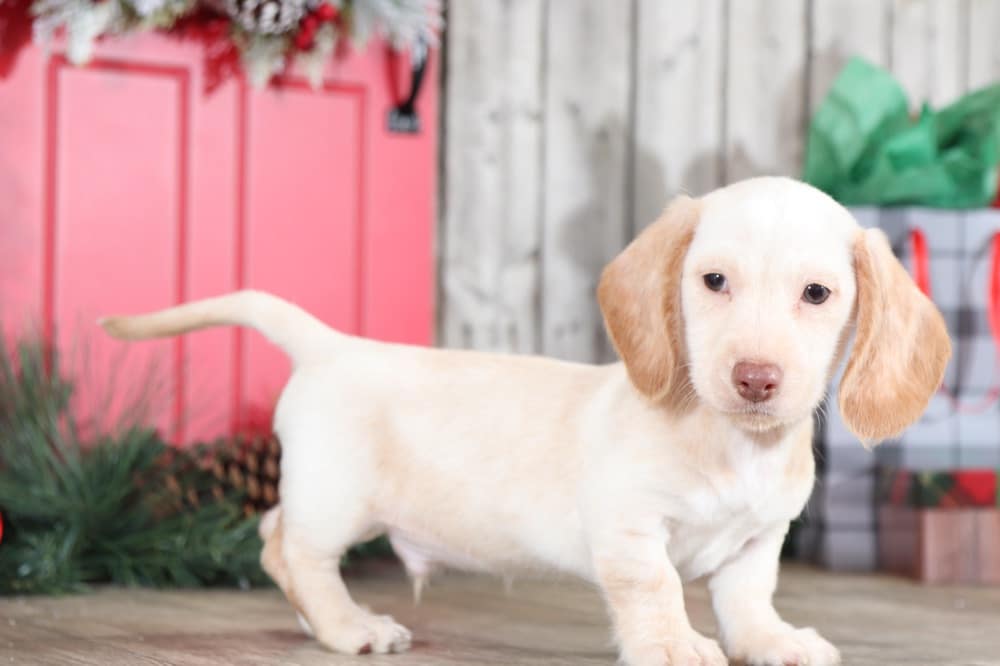 Jagger Marvelous, AKC, English Cream Miniature Short
