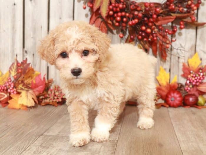 Jake - Handsome Poochon