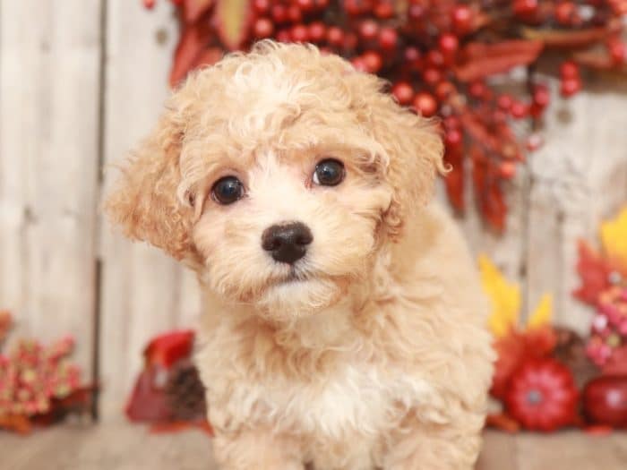 Jake - Handsome Poochon - Image 4