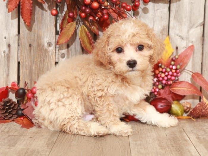 Jake - Handsome Poochon - Image 3
