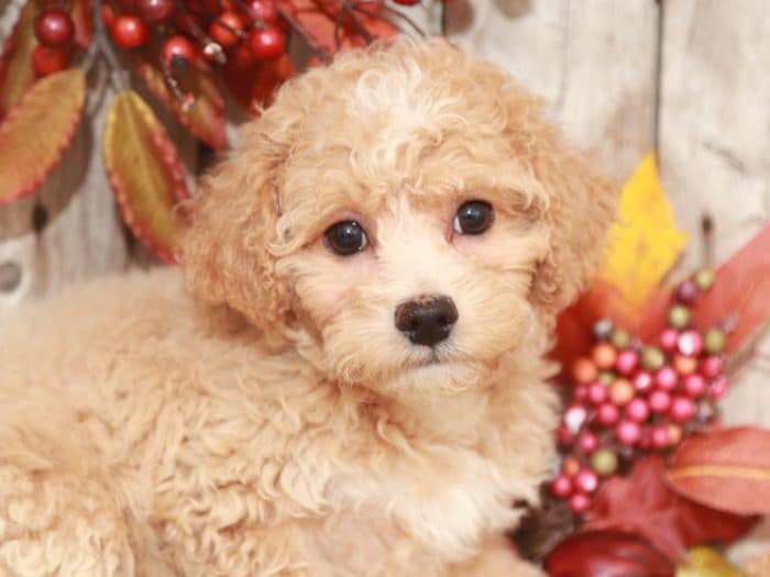Jake - Handsome Poochon - Image 2