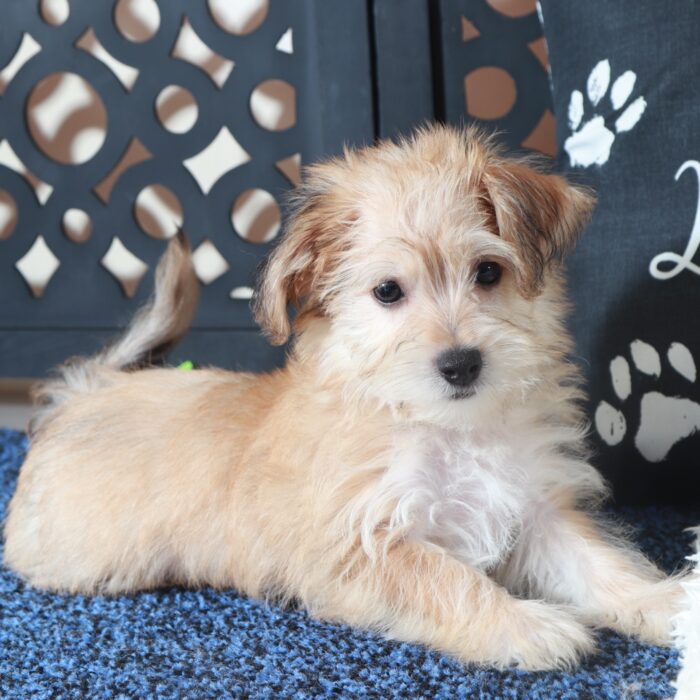 Jamey-Charming Male Yochon Puppy - Image 2