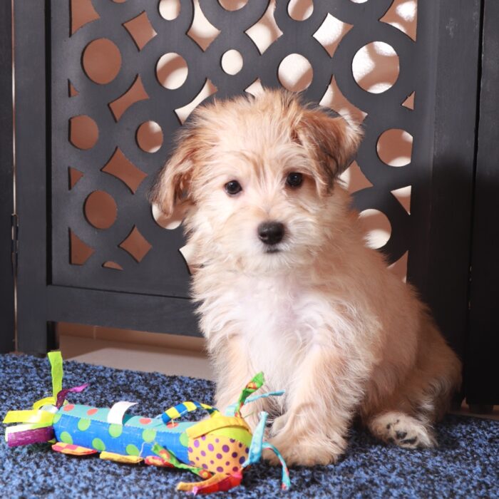 Jamey-Charming Male Yochon Puppy - Image 3