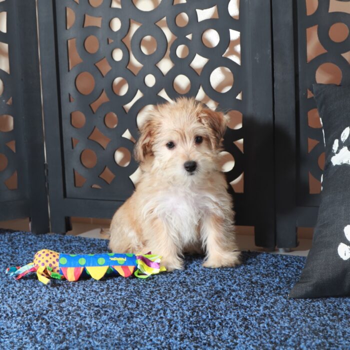 Jamey-Charming Male Yochon Puppy - Image 4