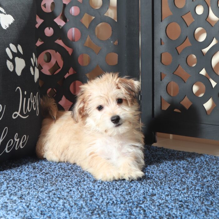 Jamey-Charming Male Yochon Puppy - Image 5
