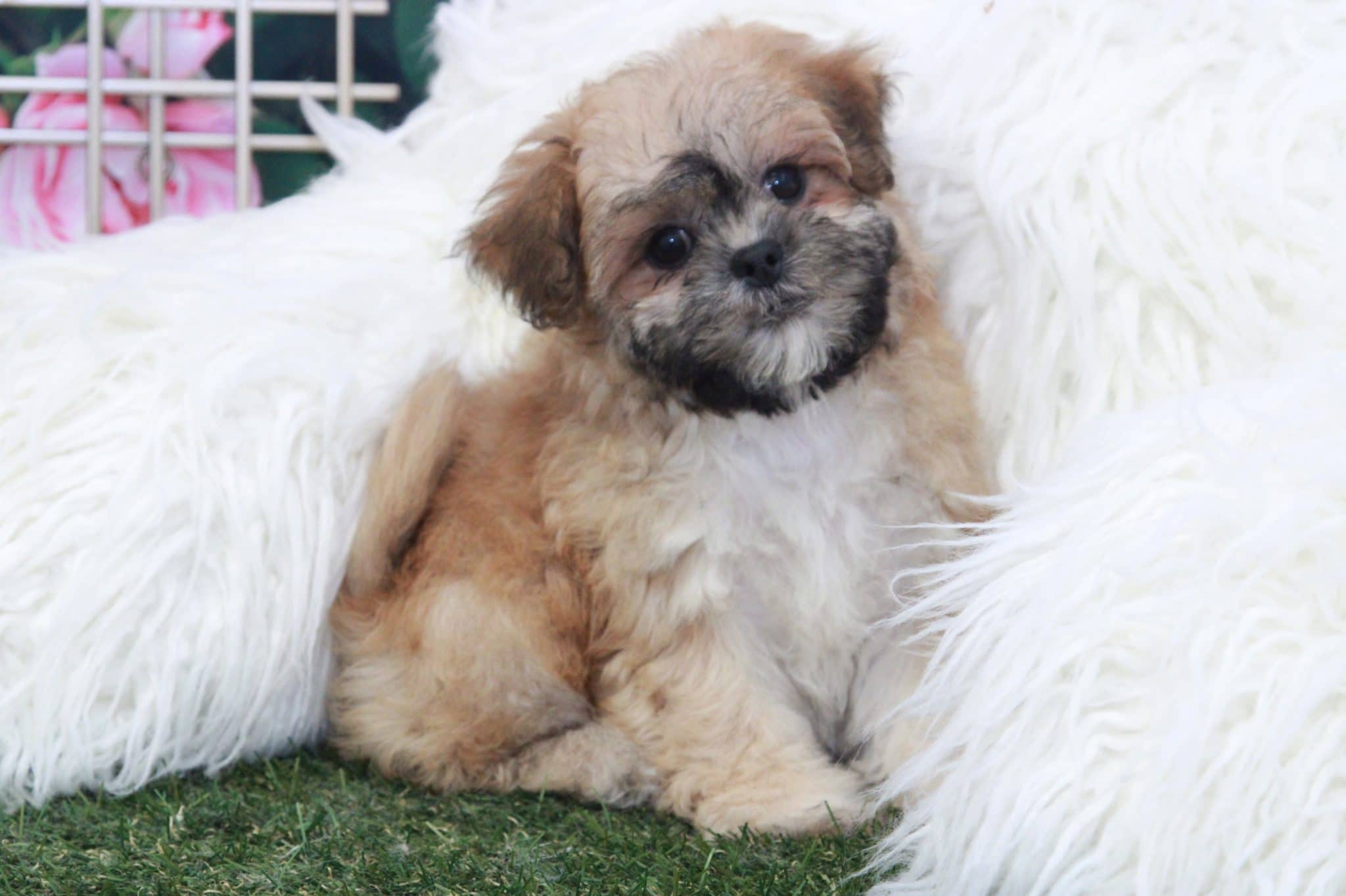 Jane - Elegant Female Teddy Bear Puppy