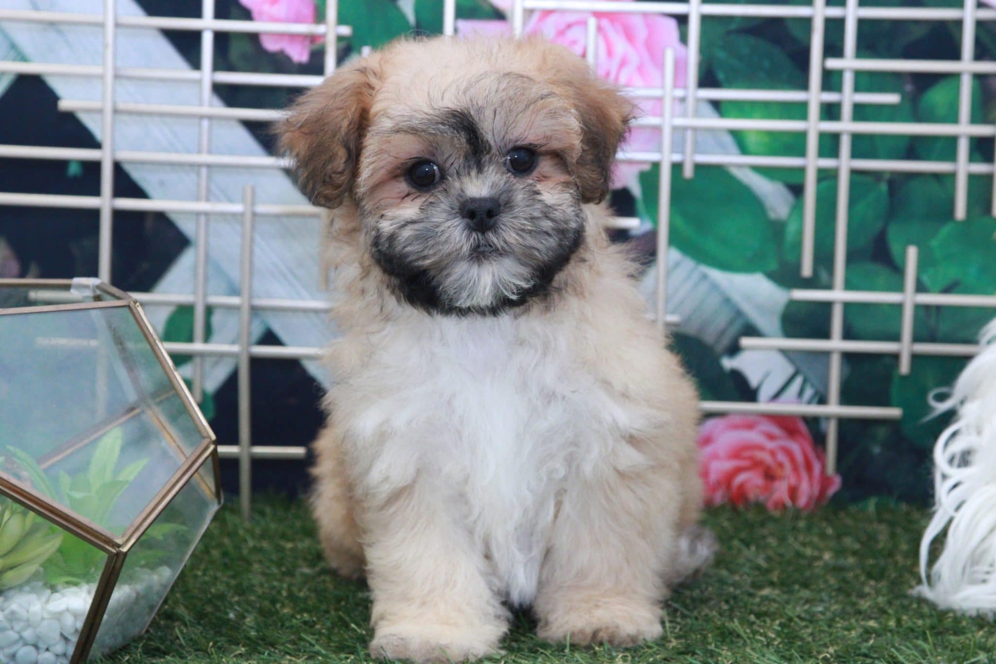 Jane - Elegant Female Teddy Bear Puppy - Image 3