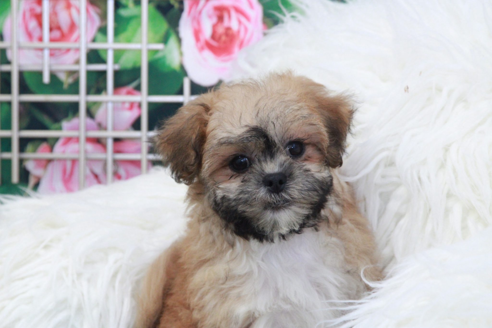 Jane - Elegant Female Teddy Bear Puppy - Image 4