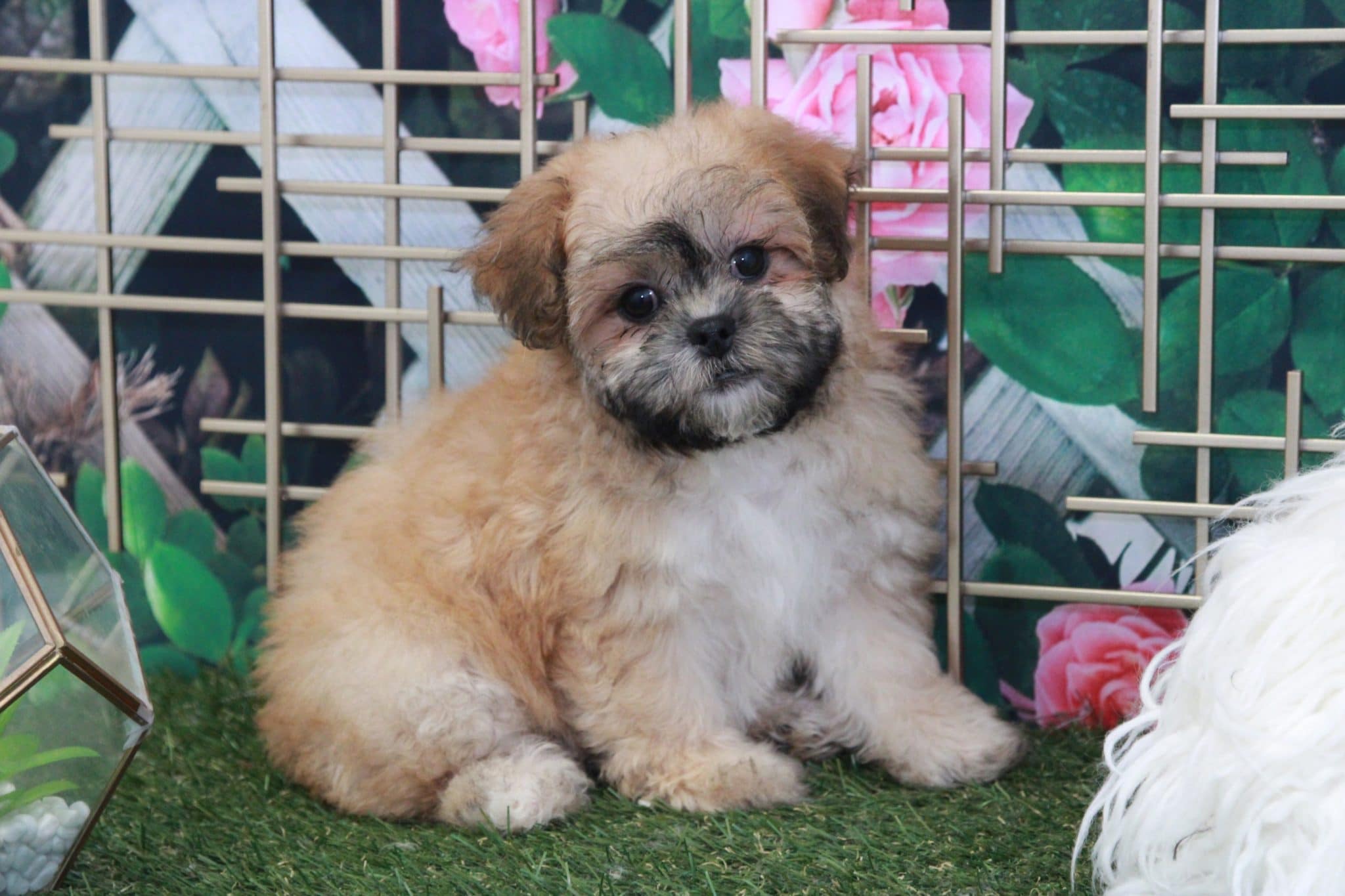 Jane - Elegant Female Teddy Bear Puppy - Image 5
