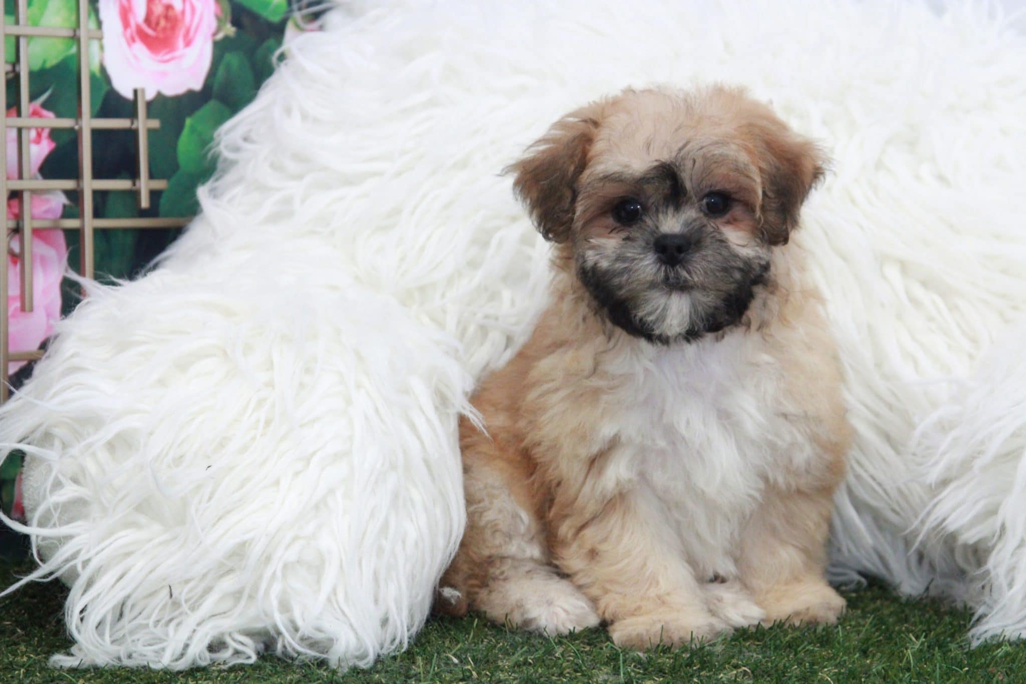 Jane - Elegant Female Teddy Bear Puppy - Image 6
