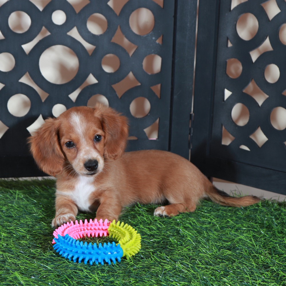 Jasmine- Beautiful Red/white ACA Dachshund Puppy