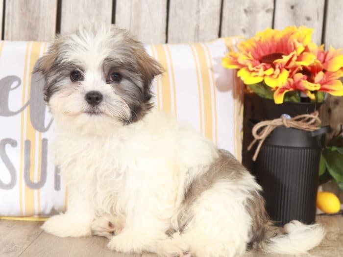 Jasmine - Cute Female Malshi