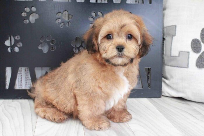 Jasper- Friendly Tri Male Shih-Poo Puppy