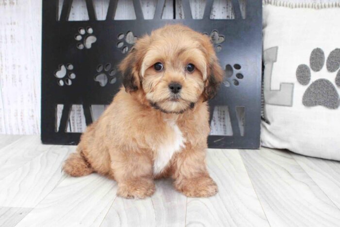 Jasper- Friendly Tri Male Shih-Poo Puppy - Image 2