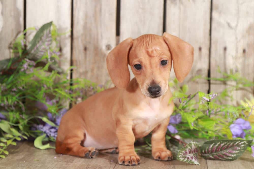 Jaycelyn Darling, English/Cream, Miniature Dachshund