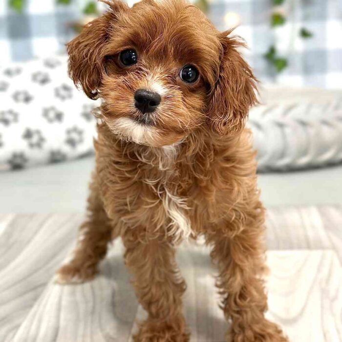 Jazz - Loyal Cavapoo Puppy for Sale in Georgia