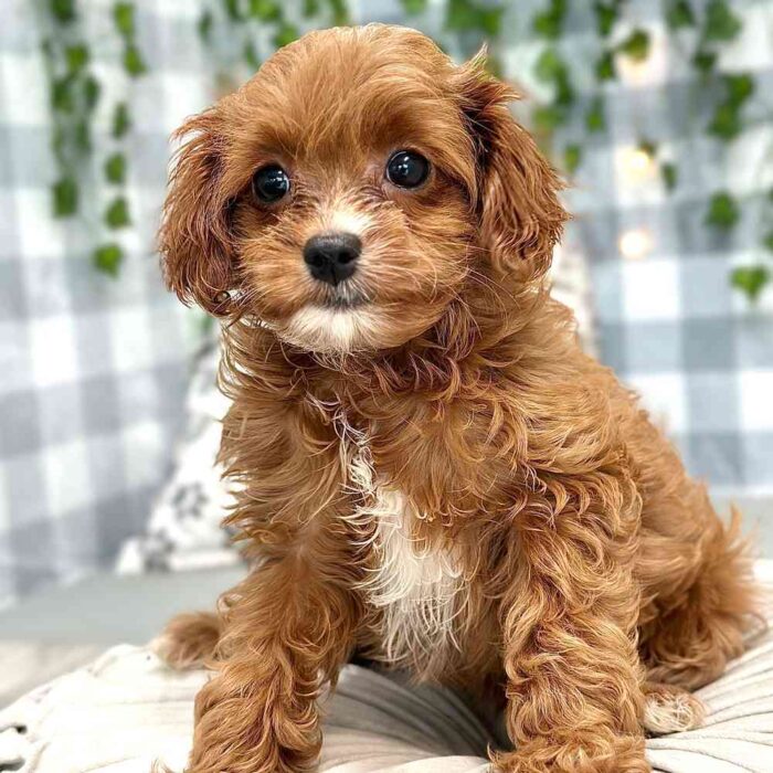 Jazz - Loyal Cavapoo Puppy for Sale in Georgia - Image 2