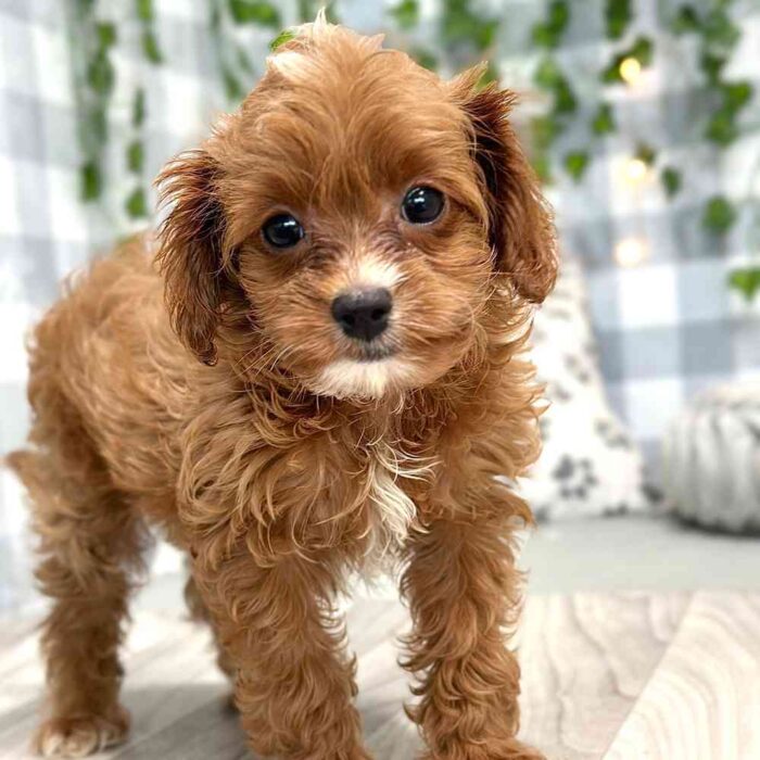Jazz - Loyal Cavapoo Puppy for Sale in Georgia - Image 3