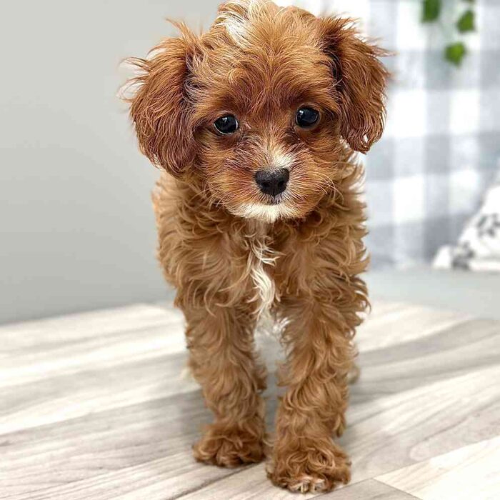 Jazz - Loyal Cavapoo Puppy for Sale in Georgia - Image 4